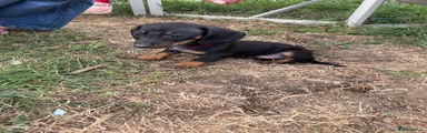 Miniature Dachshund 6