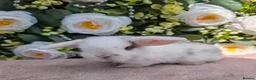 Mini Lop rabbits for sale: ❤️mini lop babies ❤️  - Advert 14