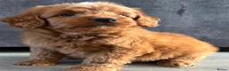 Cockapoo dogs for sale: Cockapoo puppies ready now - Advert 7