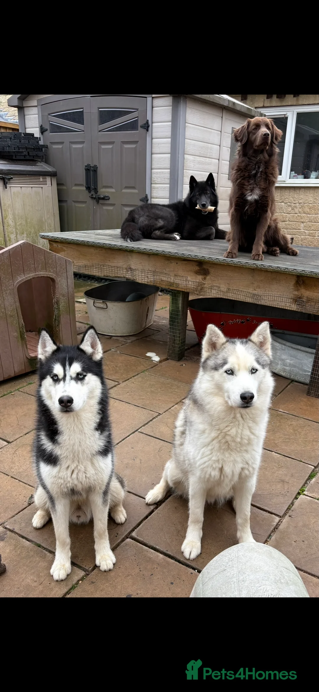 Siberian Husky dogs for stud: beautiful Zeus - Advert 9