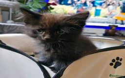Ragdoll cats for sale: Ragdoll mix turkish angora - Image 5