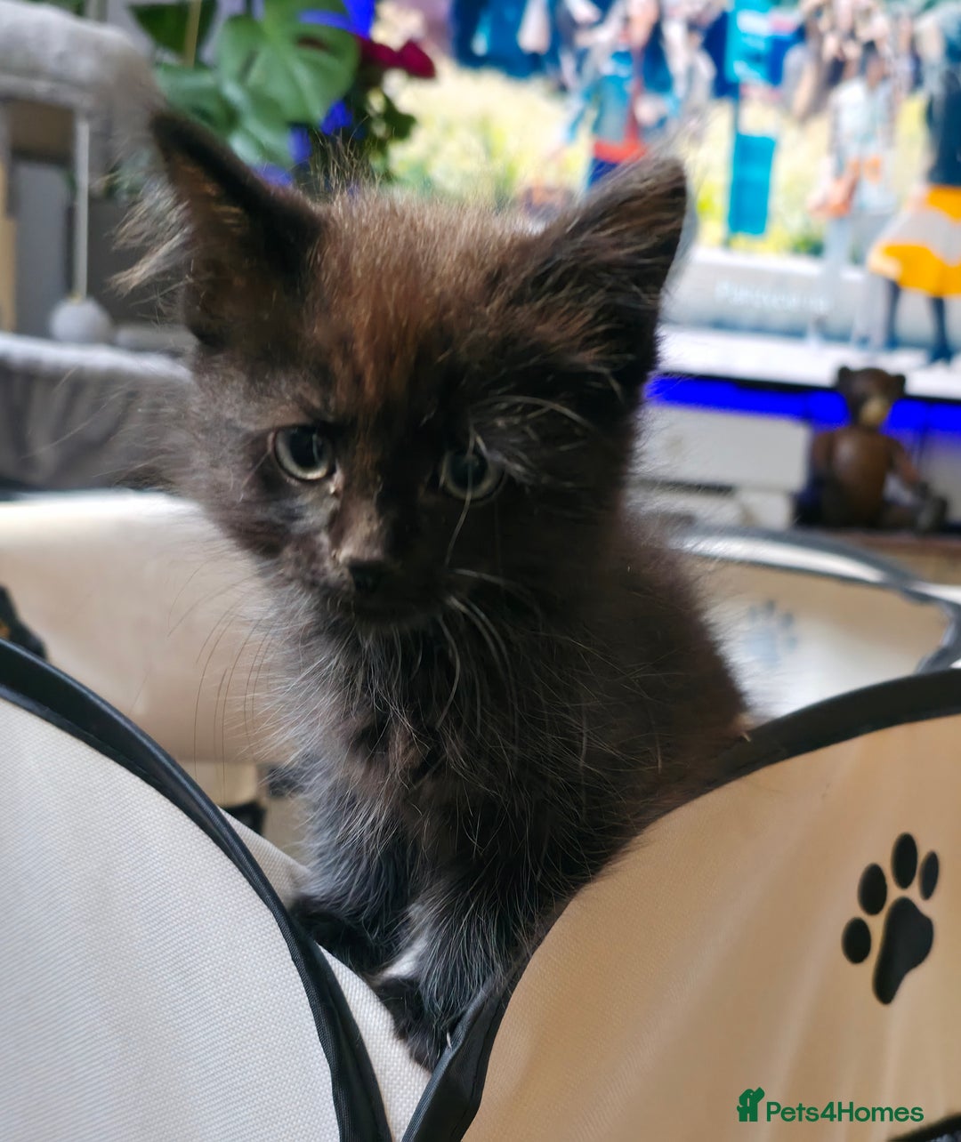 Ragdoll cats for sale: Ragdoll mix turkish angora - Image 5