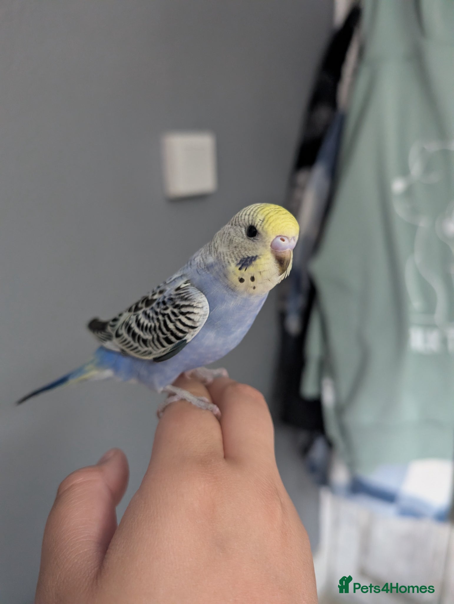 Budgerigars birds Baby budgies  - Advert 2