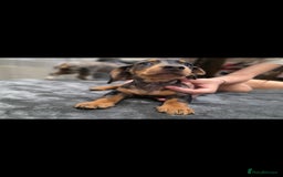 Dachshund dogs for sale: Beautiful puppies - Image 8