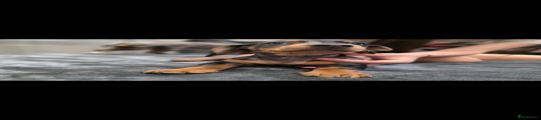 Dachshund Puppy 3