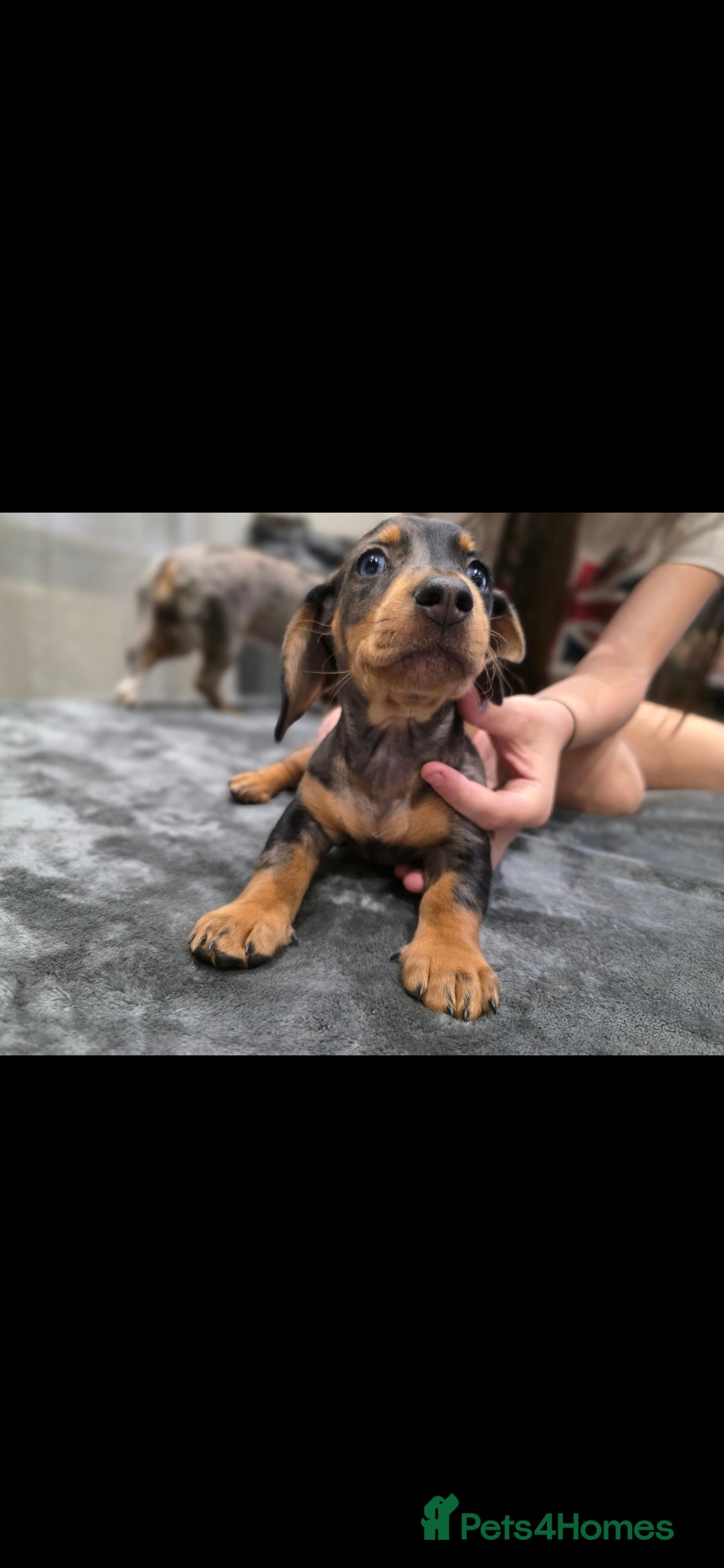 Dachshund dogs for sale: Beautiful puppies - Image 8