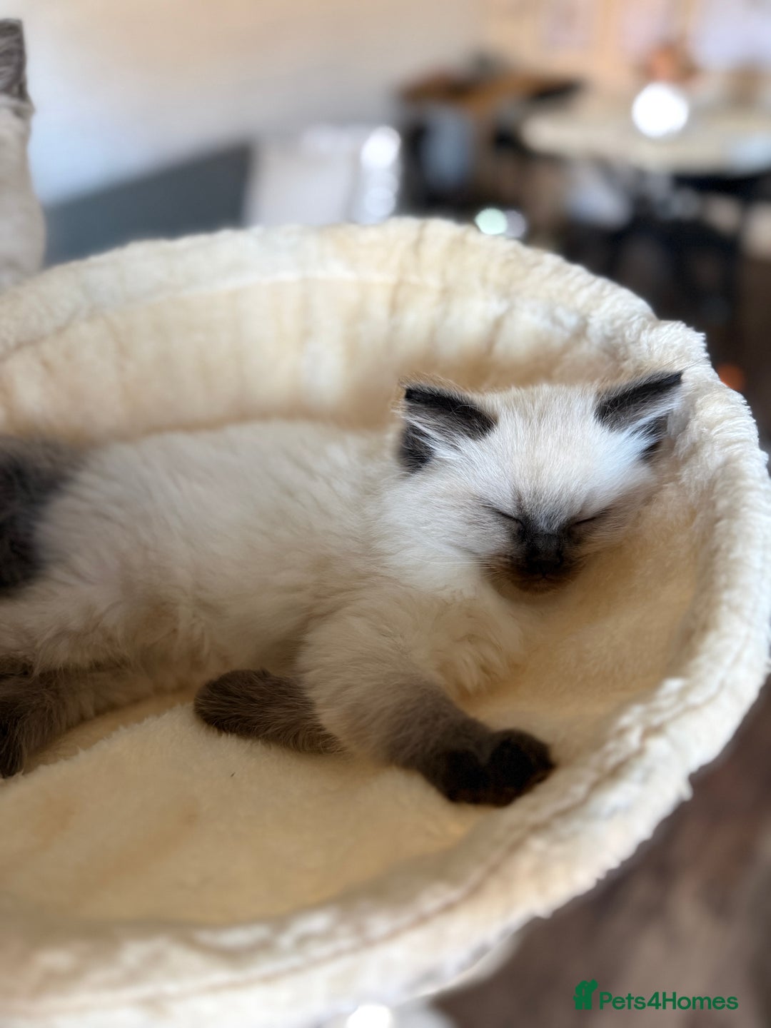 Ragdoll cats for sale: Beautiful Ragdoll Kitten for Sale – Seal Point - Advert 8