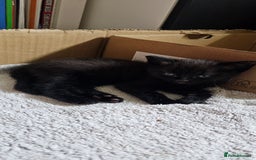Mixed Breed cats for sale: Kittens for free - Image 5