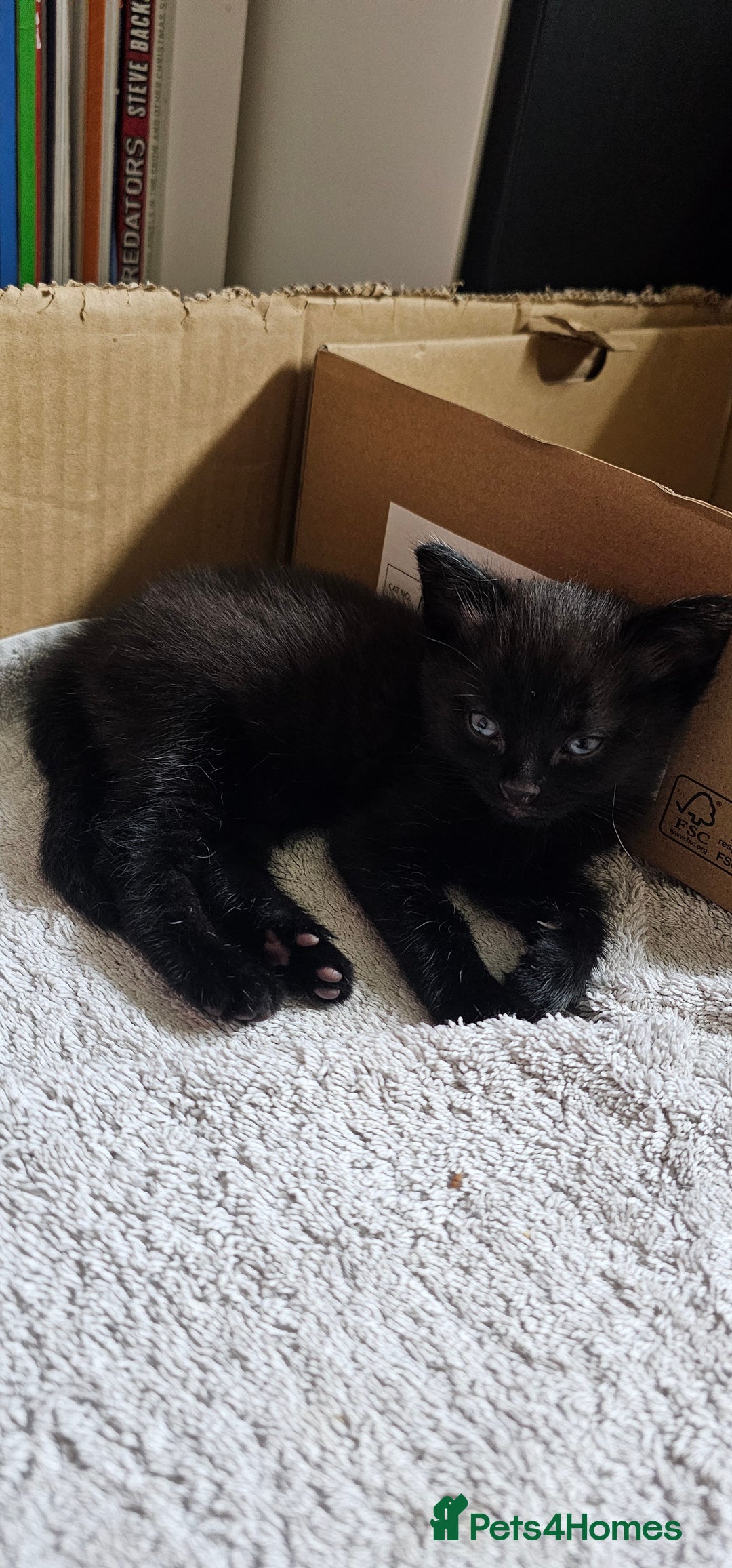 Mixed Breed cats for sale: Kittens for free - Image 5