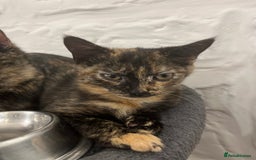 Mixed Breed cats for sale: Beautiful 3/4 exotic kitten - Image 3