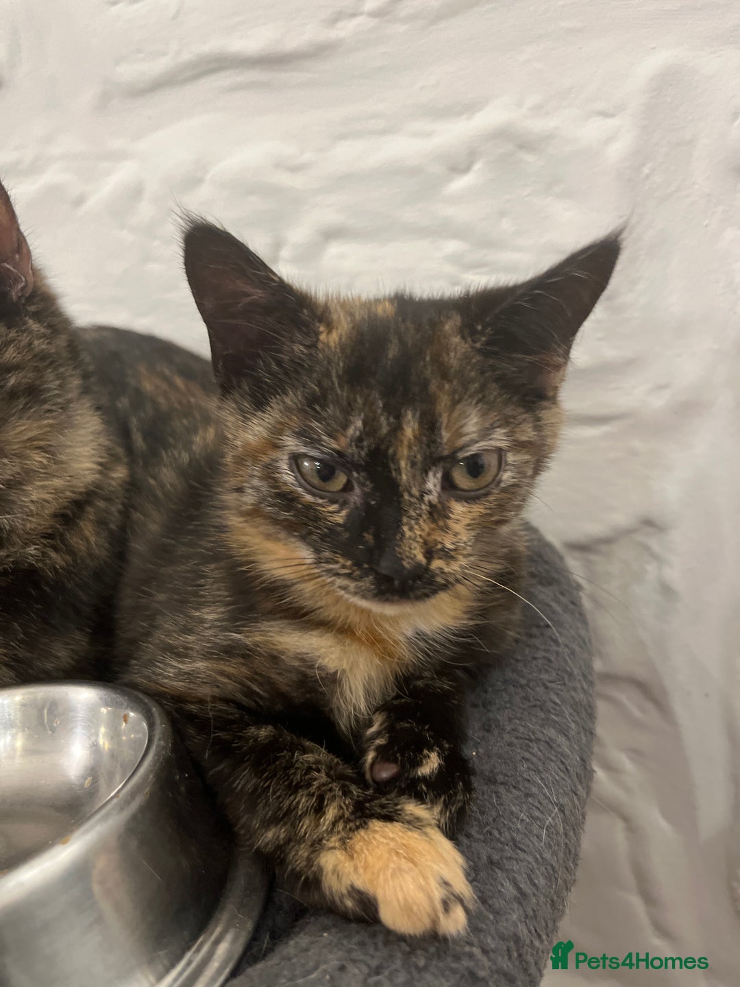 Mixed Breed cats for sale: Beautiful 3/4 exotic kitten - Image 3