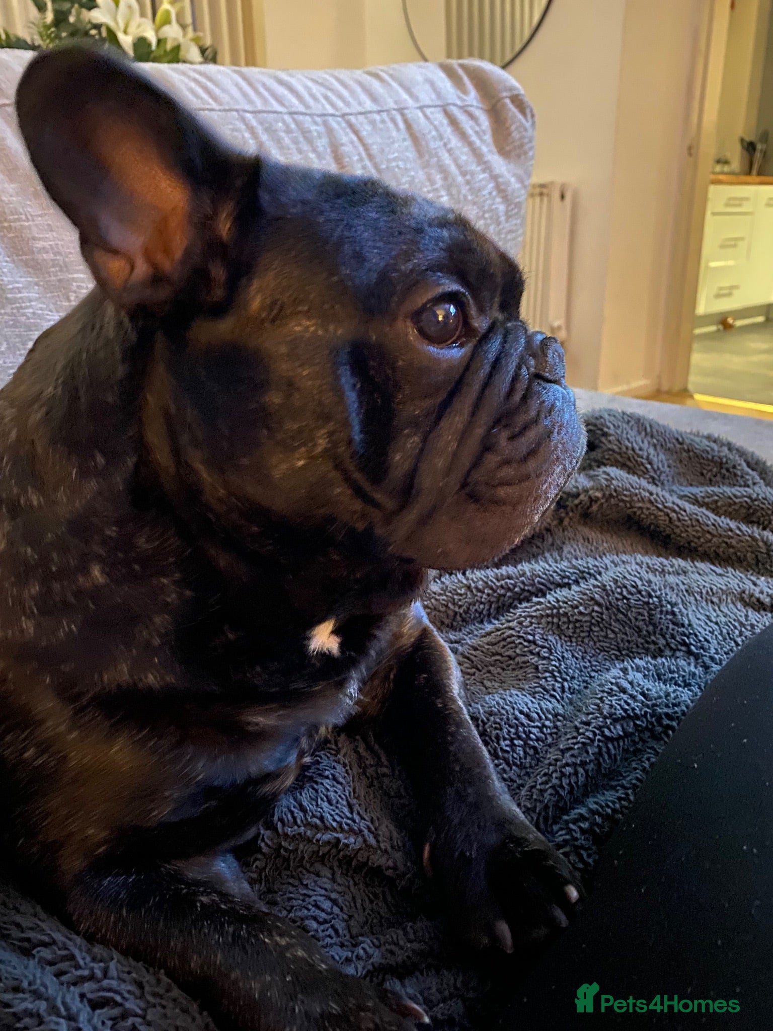French Bulldog dogs Max - French Bulldog  - Advert 1