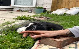 Mixed Breed cats for sale: Male, black and white, cat - Image 9