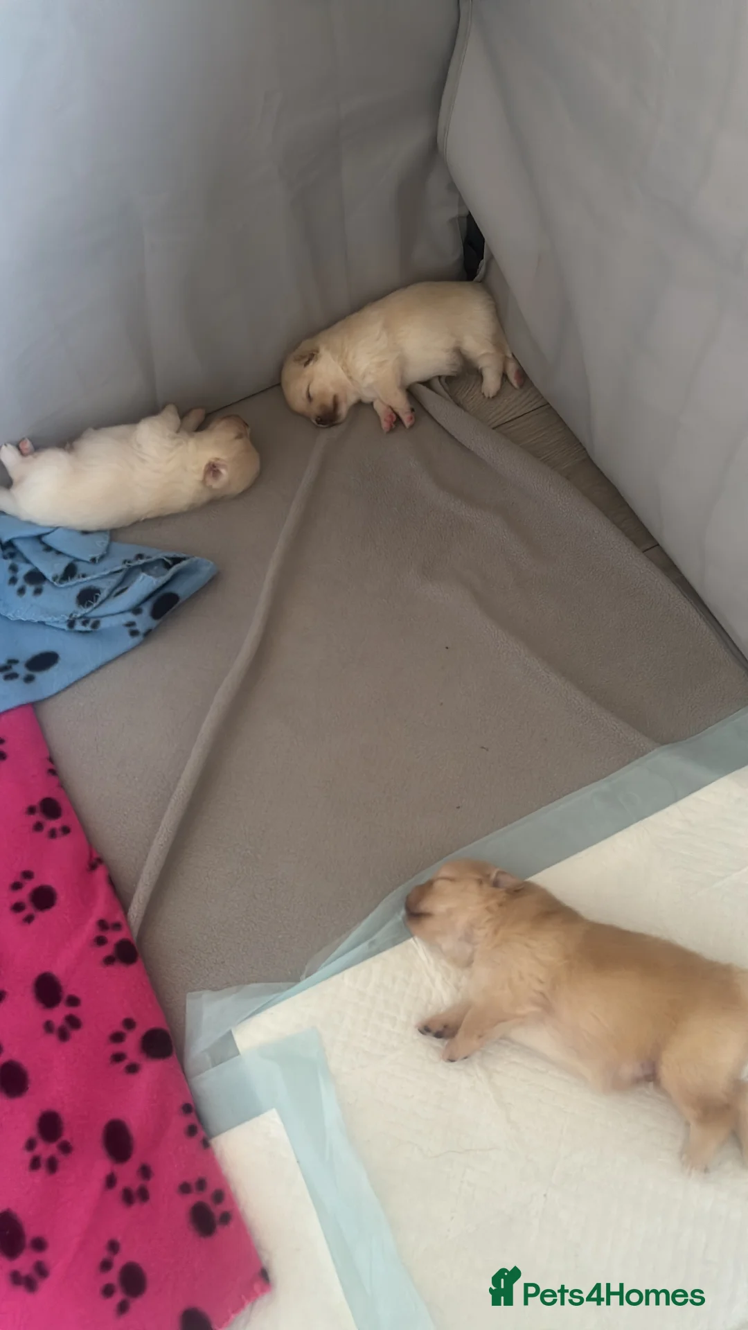 Pomsky dogs for sale: Versace – Stunning White Pomeranian Boy - Advert 2