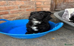 Cockapoo dogs for sale: F1 Adorable CockerPoo Puppies  - Image 13