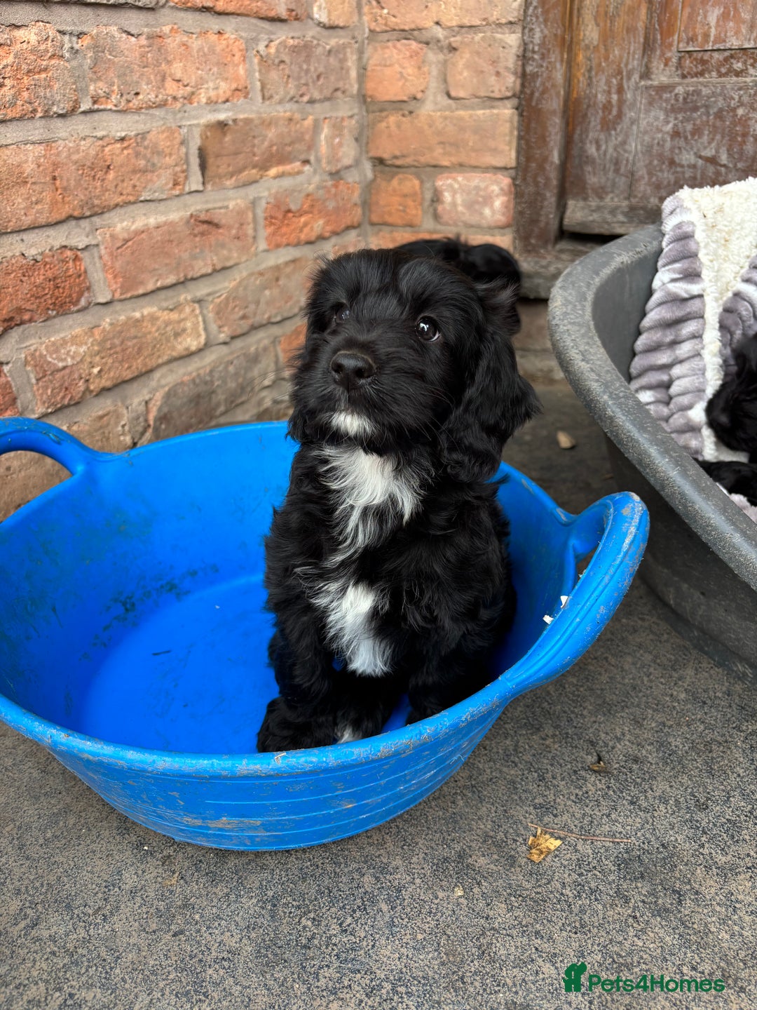 Cockapoo dogs for sale: F1 Adorable CockerPoo Puppies  - Image 13