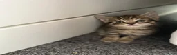 Mixed Breed cats for sale: 3 adorable kittens looking for loving home  in Basildon - Advert 5
