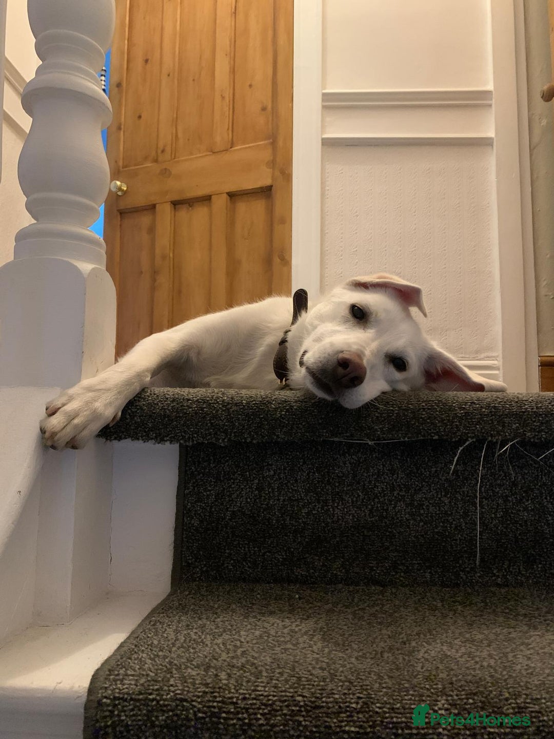 Mixed Breed dogs for sale: Young female Labrador cross for adoption  - Image 3