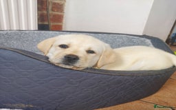 Labrador Retriever dogs for sale: Georgous Yellow Labrador Puppies - Image 11