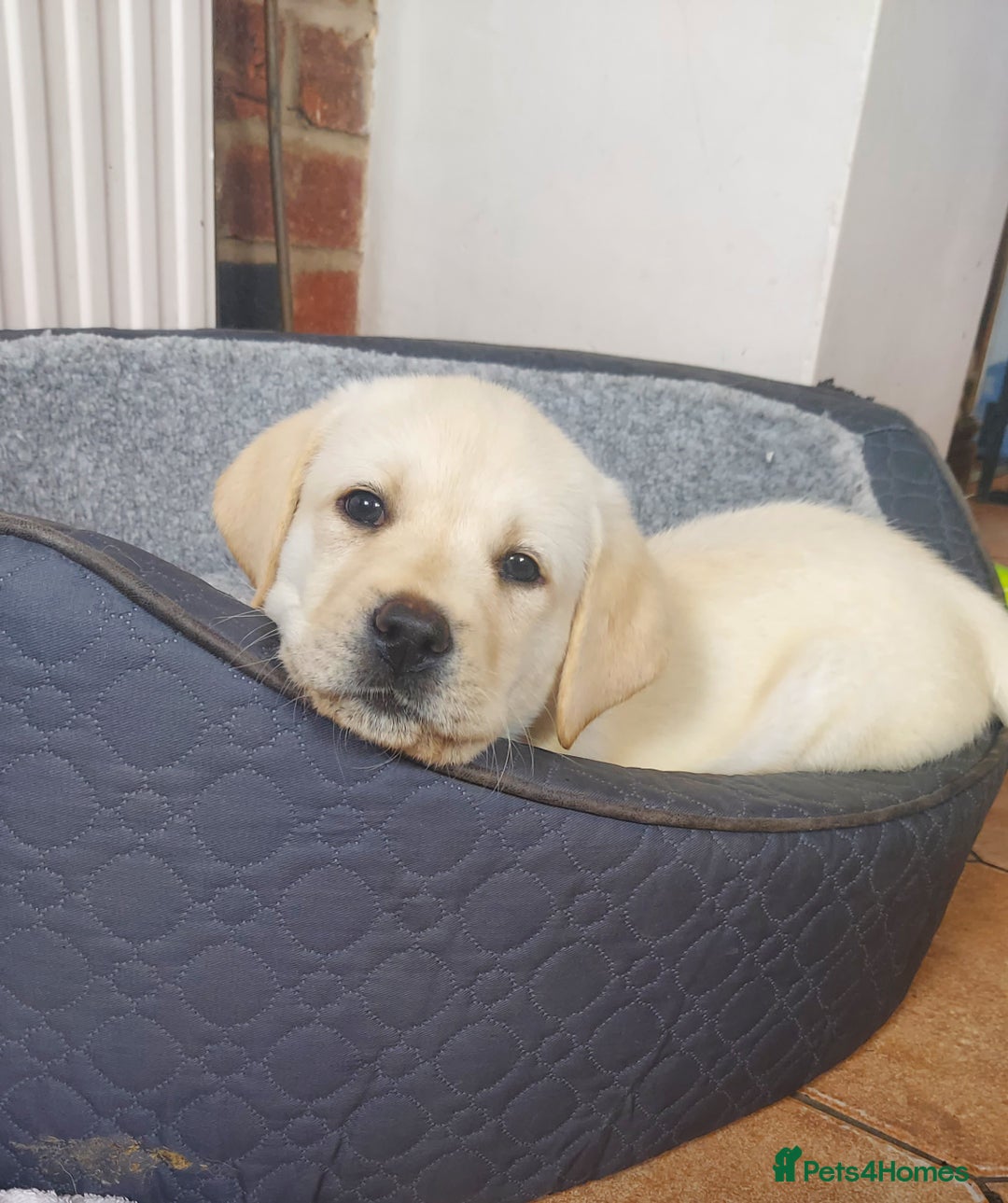 Labrador Retriever dogs for sale: Georgous Yellow Labrador Puppies - Image 11