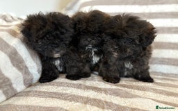 Shihpoo dogs for sale: Shih Tzu X poodle X Shihpoo - Image 1