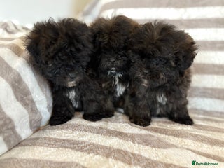 Shihpoo dogs Shih Tzu X poodle X Shihpoo - Advert 1