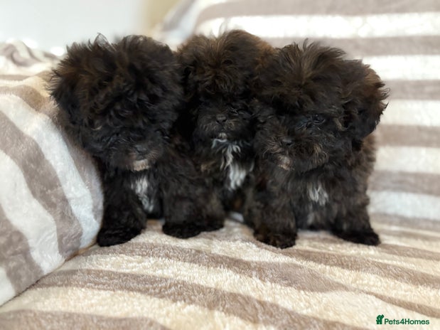 Shihpoo dogs - Advert 1