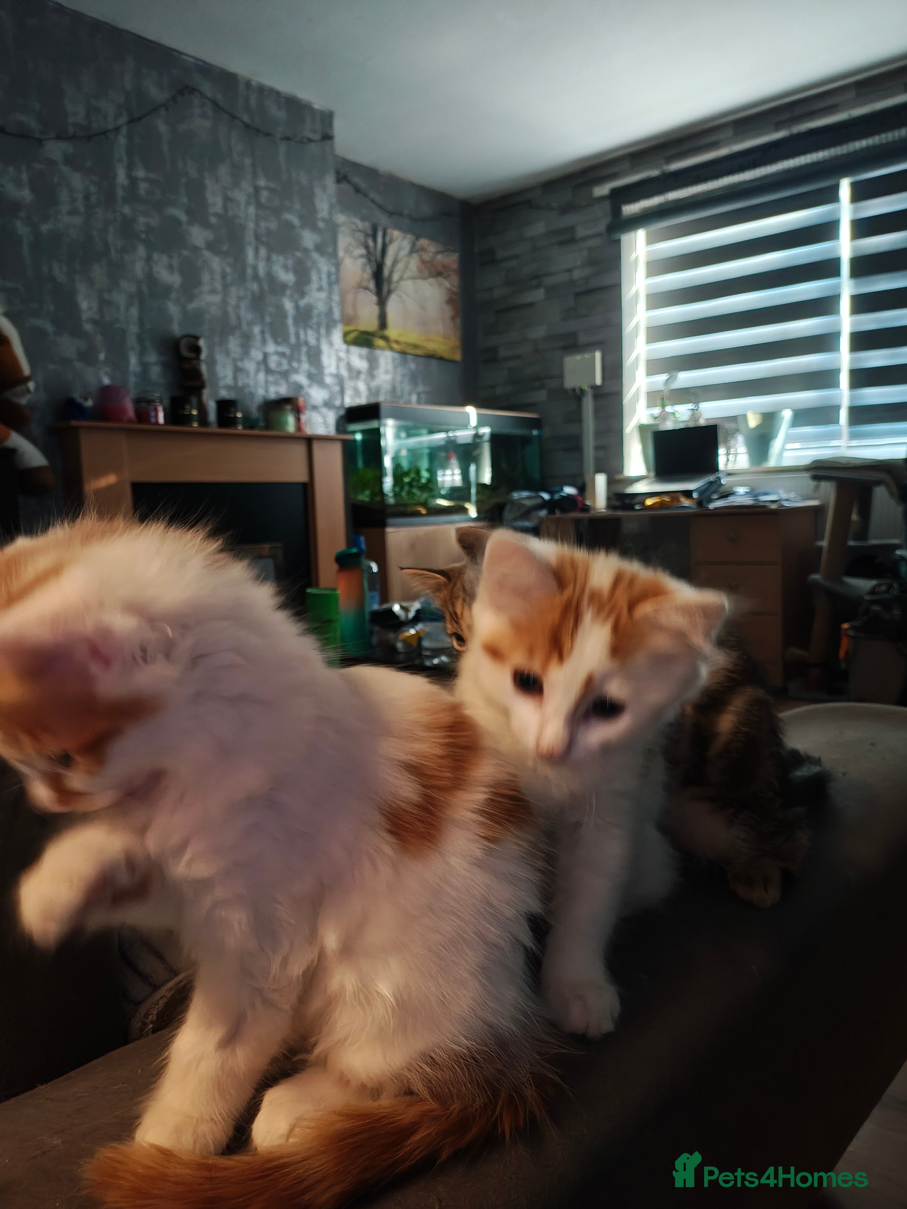 Mixed Breed Kitten 2