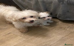 Maltipoo dogs for sale: Tiny Girl Parti Maltipoo Puppy - Image 6