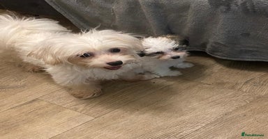 Maltipoo dogs - Advert 9
