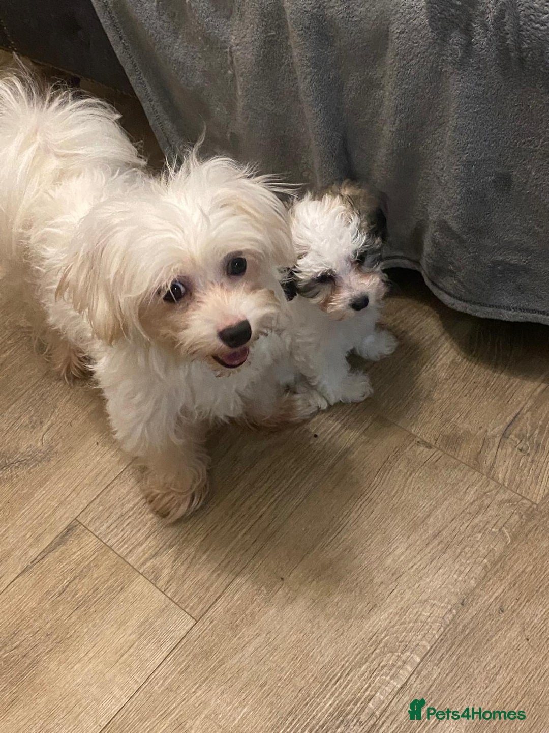 Maltipoo dogs for sale: Tiny Girl Parti Maltipoo Puppy - Image 6