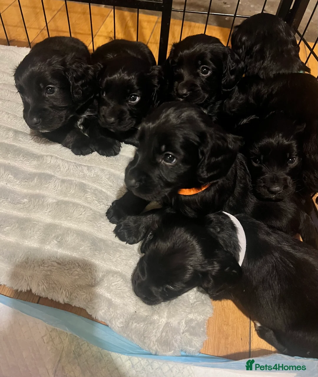 Cocker Spaniel dogs for sale: Working Cocker Spaniels 🥰 - Advert 2