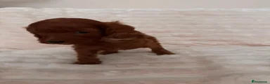 Cockapoo 3