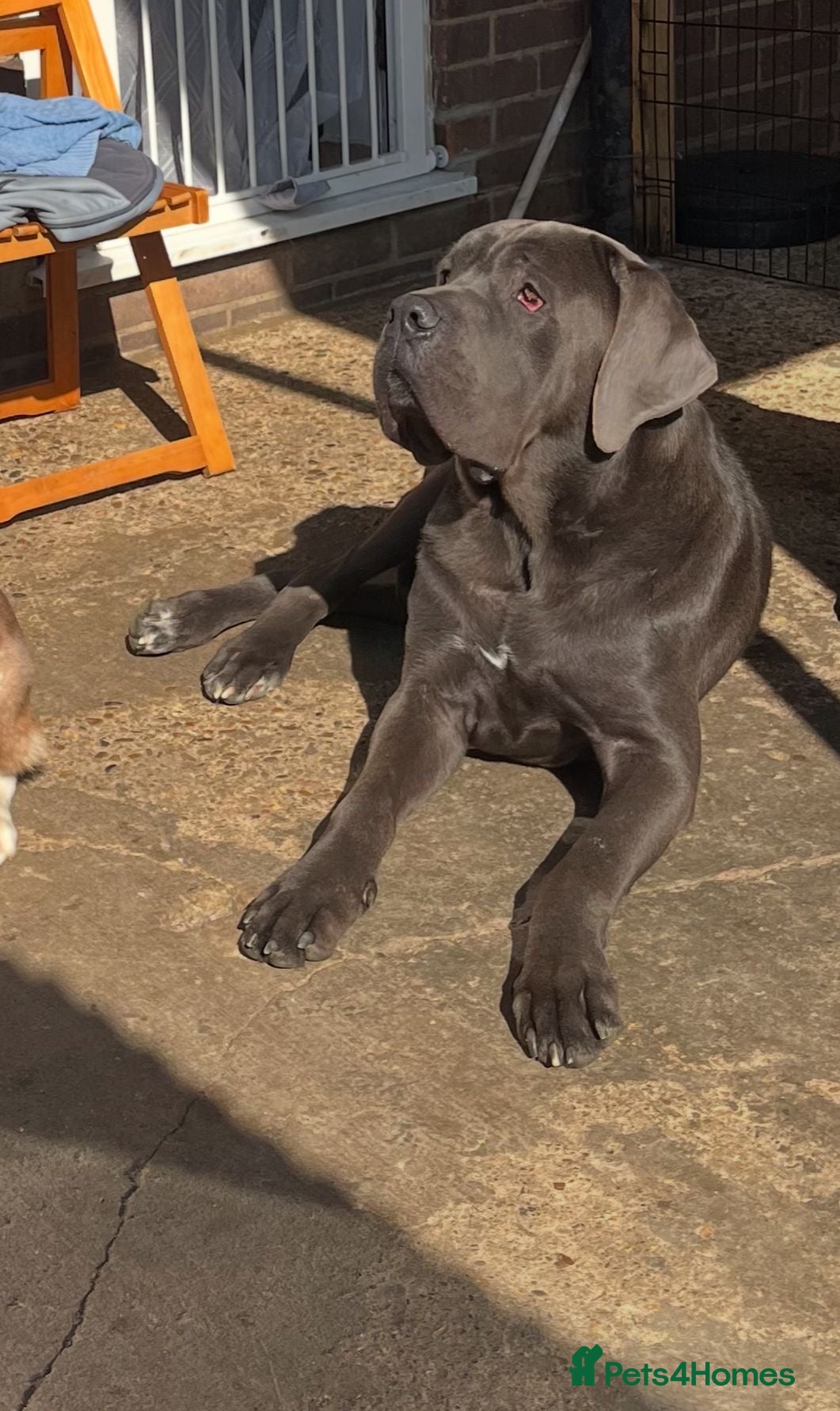 Cane Corso dogs Big boy chaos🐾 - Advert 8