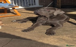 Cane Corso dogs for stud: Big boy chaos🐾 - Image 2