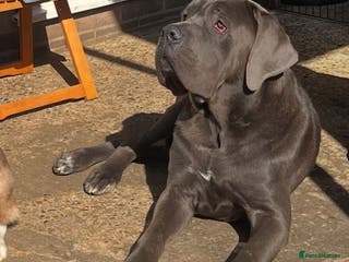 Cane Corso dogs Big boy chaos🐾 - Advert 8