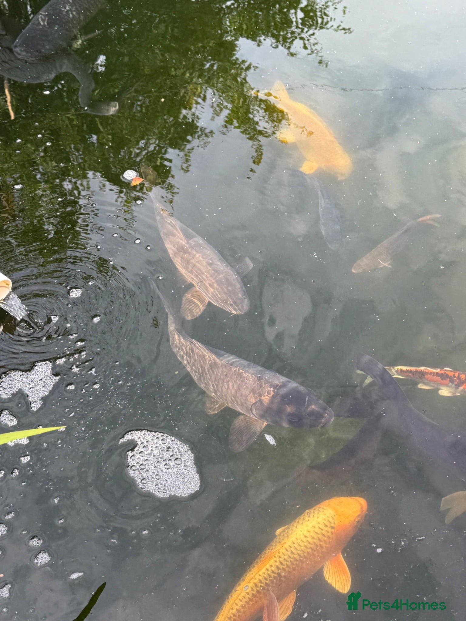 Koi Carp fish Mirror carp common carp and leather  - Advert 1
