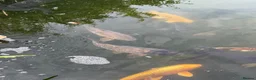 Koi Carp fish for sale: Mirror carp common carp and leather  in Wakefield - Advert 1