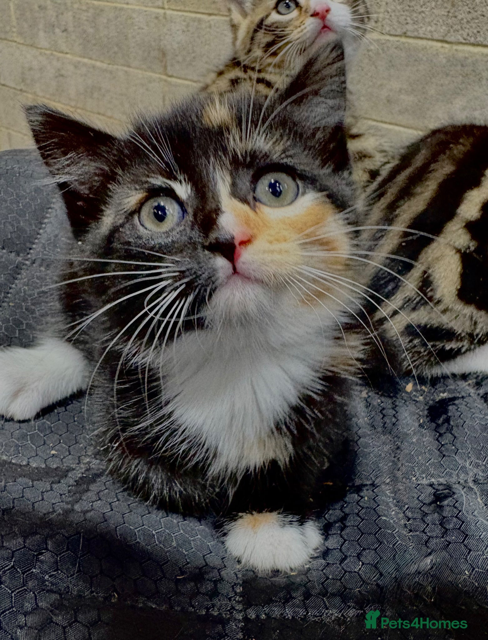Mixed Breed cats for sale: BEAUTIFUL PART SIBERIAN TIGER STRIPED BABIES  - Advert 7
