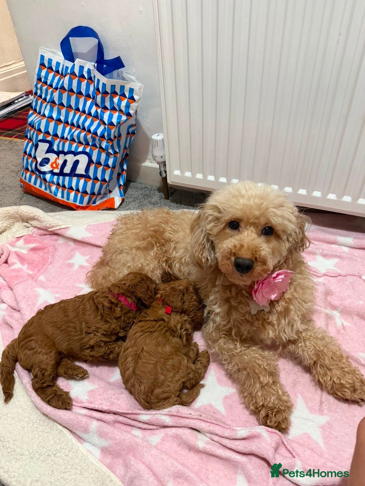 Miniature Poodle dogs 2 beautiful red  miniature poodle girls  - Advert 2