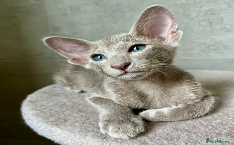 Oriental cats - Advert 1