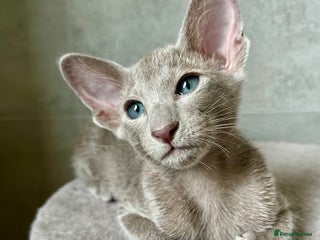 Oriental cats - Advert 2