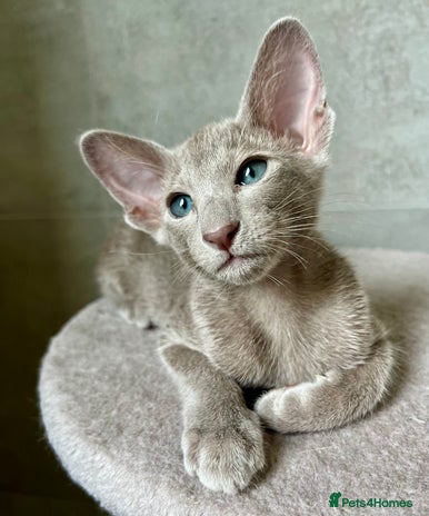 Oriental cats - Advert 1