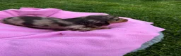 Dachshund dogs for sale: Mini long hair Dachshunds for sale - Advert 4
