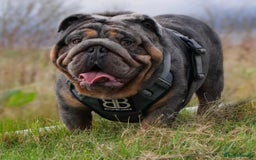English Bulldog dogs for sale: Exceptional English Bulldog Puppies - Image 34