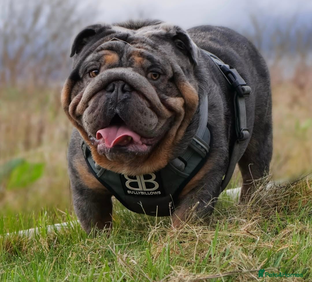 English Bulldog dogs for sale: Exceptional English Bulldog Puppies - Image 34