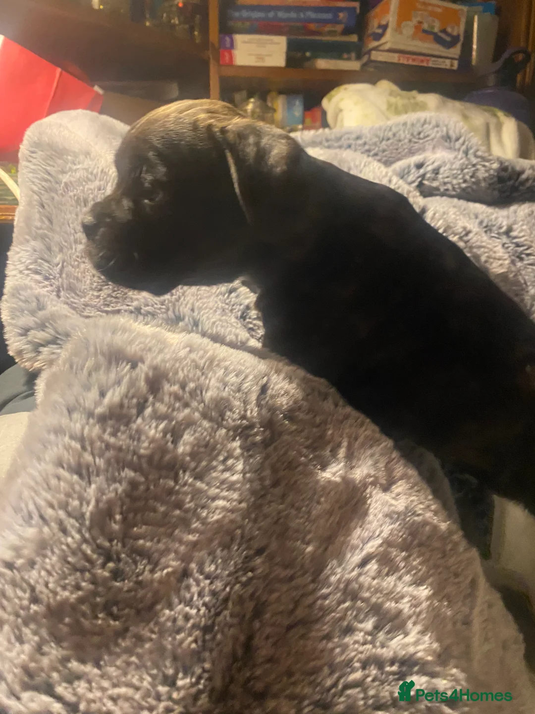 Mixed Breed dogs for sale: 🧬Kc reg mum black boxer & mini boxer pups 🤩 8wk - Advert 12