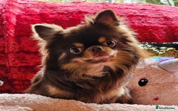 Chihuahua dogs for stud: 🇹🇭THAILAND IMPORT CHIHUAHUA CHOCOLATE LONGCOAT in Alford - Image 2