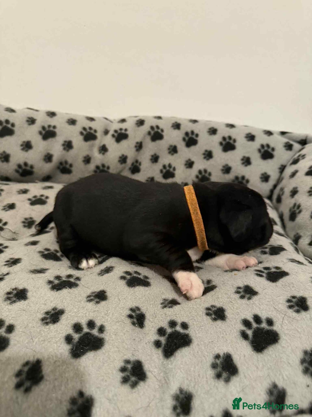 Staffordshire Bull Terrier dogs for sale: Champion lines Staffordshire Bull terrier puppies - Image 15