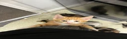 Domestic Shorthair cats for sale: 9 Gorgeous Kittens – Tabby, Ginger & Tortoiseshell - Advert 22
